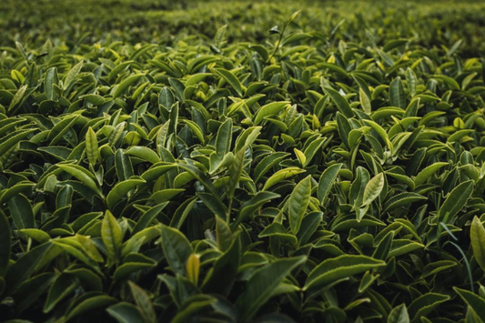 ¿Qué es el té?